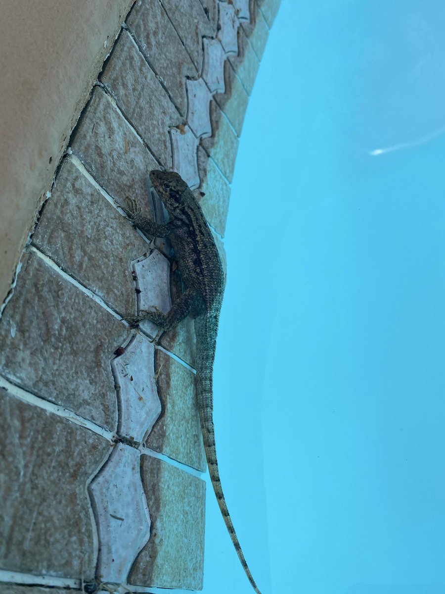 RacingToDisney's tweet image. I had to remind Mr. Curly Tail that he is NOT a good swimmer. Rescued and released. #KeysLife 🦎 😉