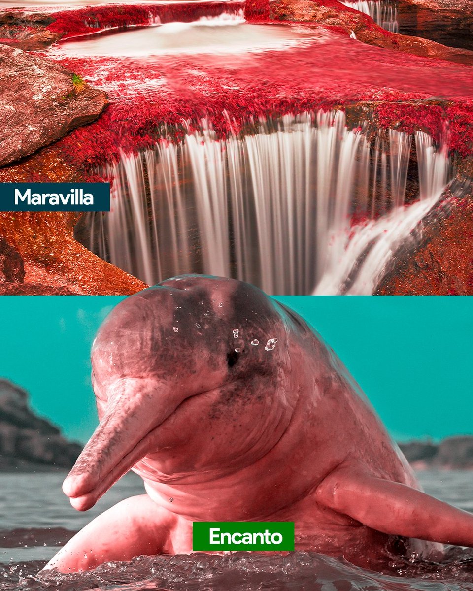 Cormacarena tweet media