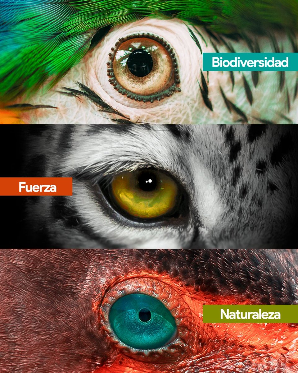 Cormacarena tweet media