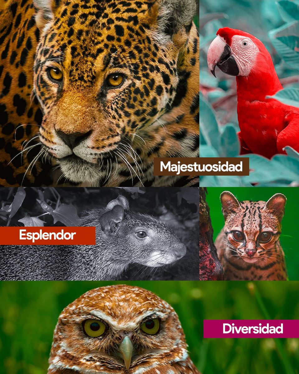 Cormacarena tweet media