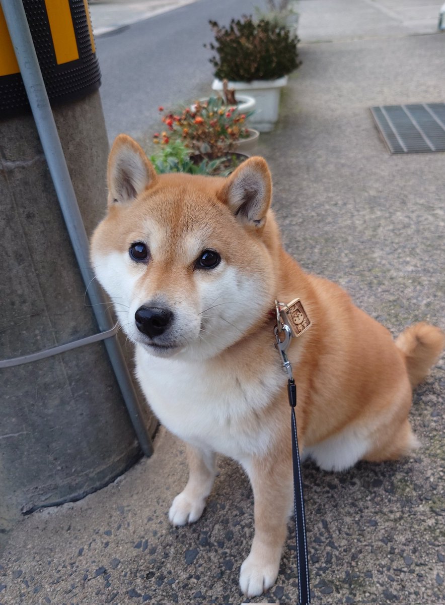プランターのお花🌼さん達もまだまだね🐶 じいやもかけっこ🏃まだまだ