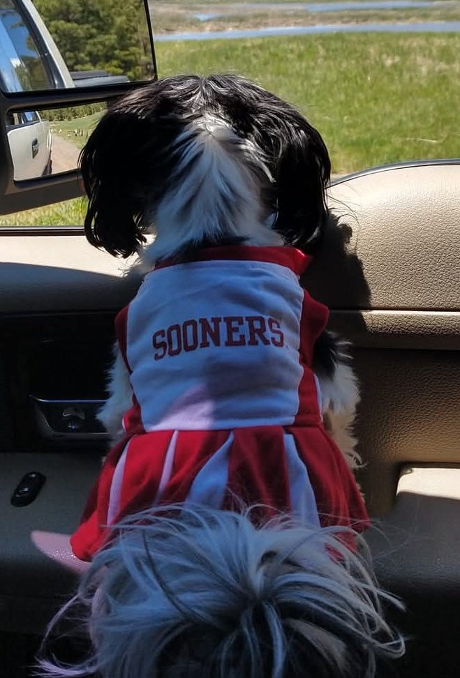 Watching with my ShihTzu Zia who is dressed to cheer on  <a href="/OU_Softball/">Oklahoma Softball</a>   while I am trying  to get over a virus -from Surprise AZ <a href="/OUontheAir/">SoonerSportsNetwork</a> <a href="/PlankShow/">Chris Plank</a>