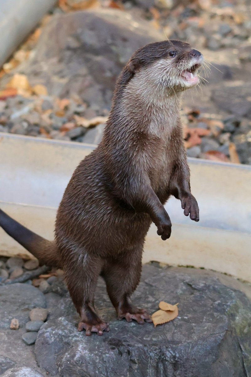 もう3月ですって！ #つイタチだしイタチの画像上げていこうぜ #上尾