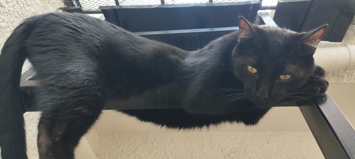 SALEM 🐈‍⬛ el negrito de la casa