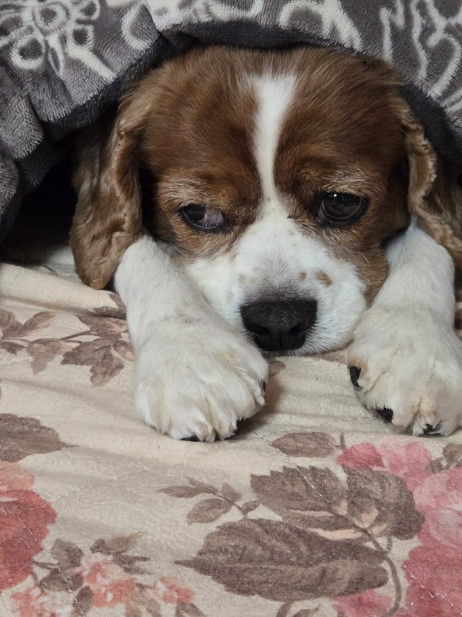 araarahiro's tweet photo. おはようございます🐶☺️
ご無沙汰してました🙏
僕🐶は元気いっぱいでしたが主が投稿をサボっておりました🙇‍♂️

早朝パトロールに行ってから朝ご飯を食べて
お昼寝するところです🐶💤 https://t.co/SyRPuqeeXv
