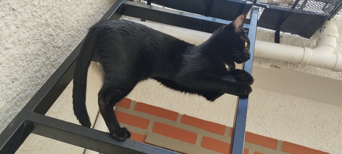 cafe_pati's tweet photo. SALEM 🐈‍⬛ el negrito de la casa https://t.co/1Jc94XagOT
