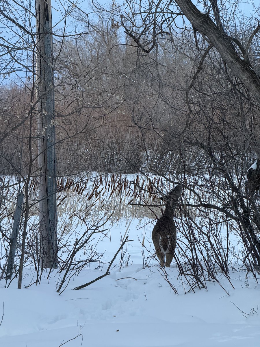 Judy Pedersen (@judypedersen1) on Twitter photo 