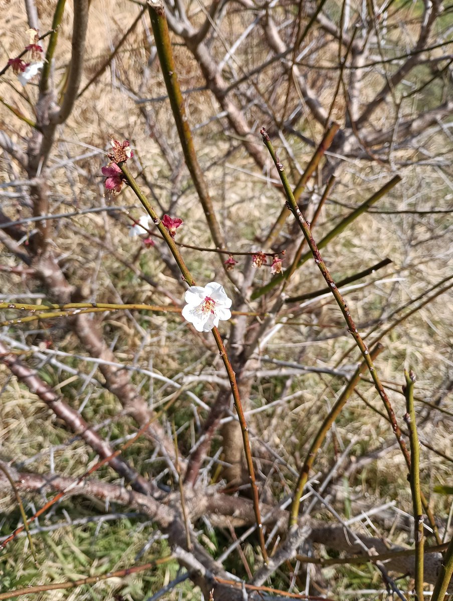 These plums bloomed for the first time this year. They were planted by me after they had ripened and fallen from the plum trees.
#Ume #Japaneseapricot
この梅、今年初めて花が咲いた。何年前だったか、熟して落ちていたのを植えたものだ。一つでも実になれば感激。
#梅　#種から