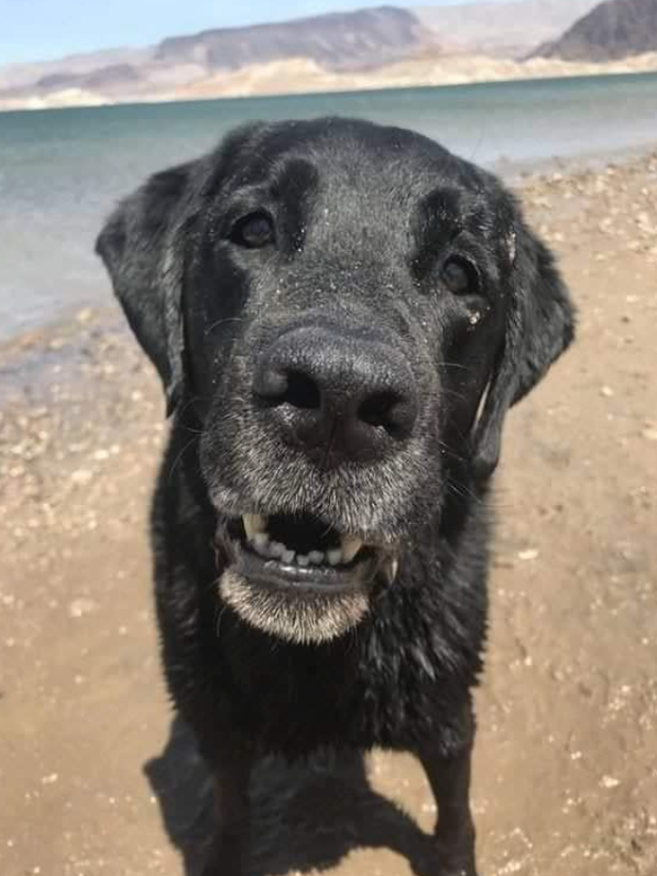 TweeetsOfDogs's tweet photo. Can we get some love for a senior dog? He's the goodest boy.🙂 https://t.co/BCX0YeUSsO