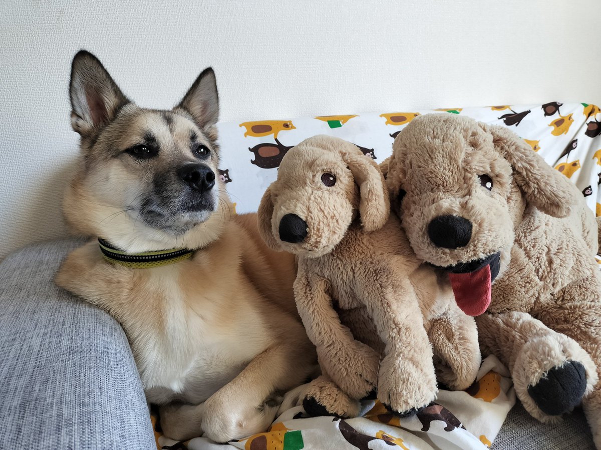 しゅんちゃんのニュートロジーナ犬たちそういえばうちにもいる