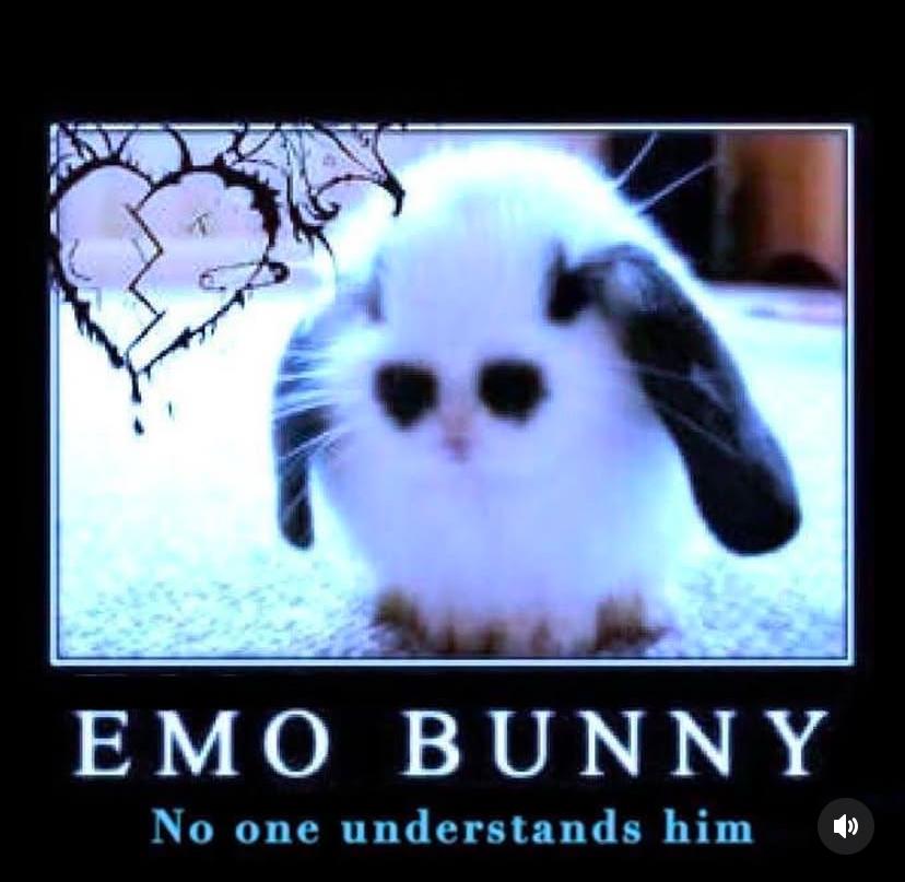 bunnyluvr__'s tweet photo. emo bunny 🖤⛓️ https://t.co/s9zPRdaPCt