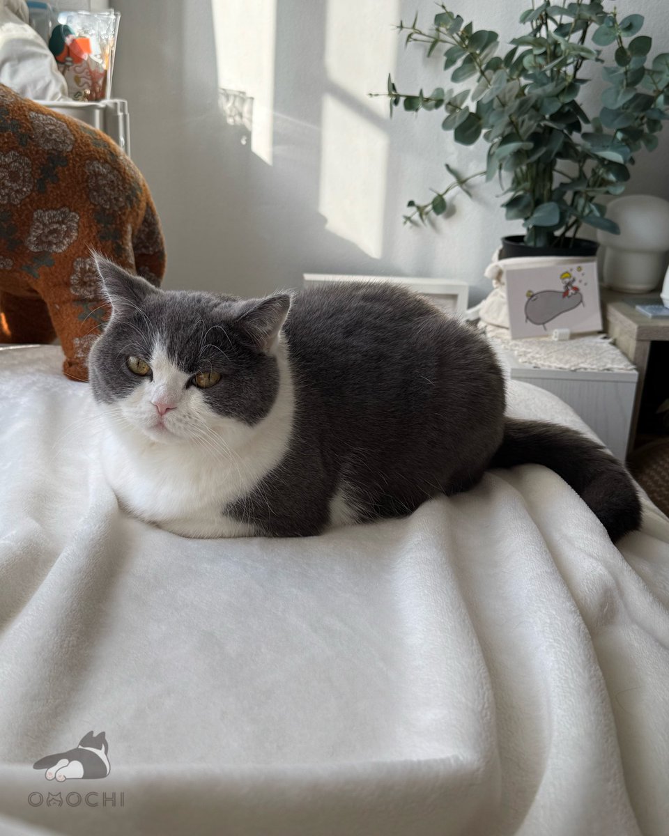 Post by おもち on X: おはよ☀️