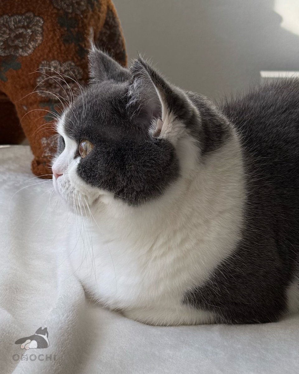 Post by おもち on X: おはよ☀️