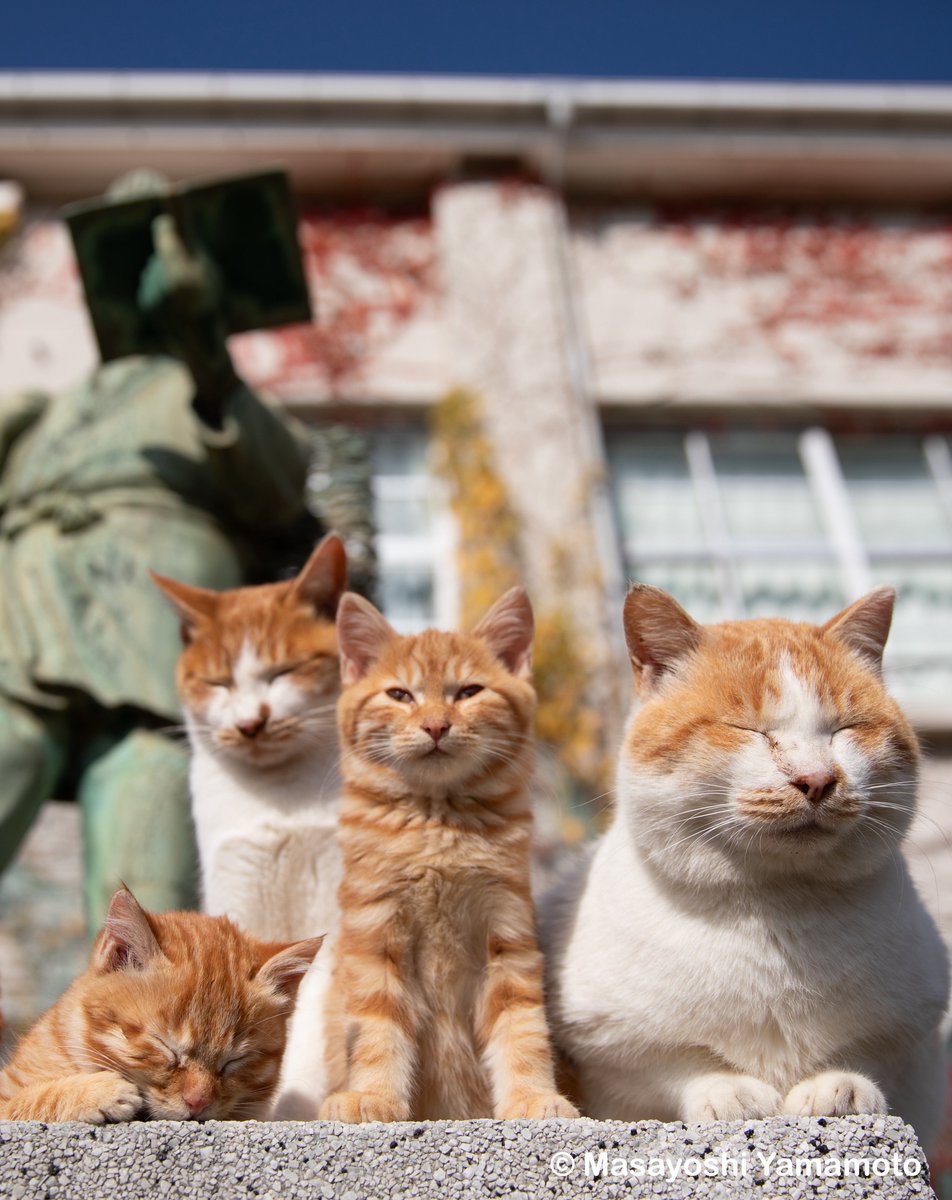 ︎山本 正義 (Masayoshi Yamamoto)立ち猫®︎ (@nekoiroiro) / Posts / X