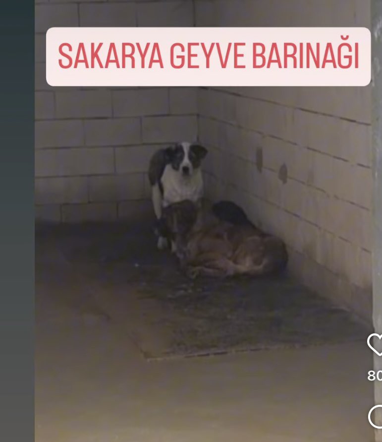 “Birbirlerini yeseler de kurtulsak” barınağı. 
Hayvanlar aç, sefil halde.
Su içinde…
Ne yaptılar lan size bu hayvanlar⁉️

Bok içinde alanda kendine temiz bir kova bulmuş yavrudan utanın‼️

#7527 kamuda çalışan vicdansızları afişe ediyor.
<a href="/geyvebld/">Geyve Belediyesi</a> <a href="/SelcukYld/">Selçuk YILDIZ</a>