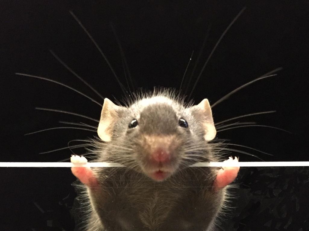 Randy Bruno tweet media