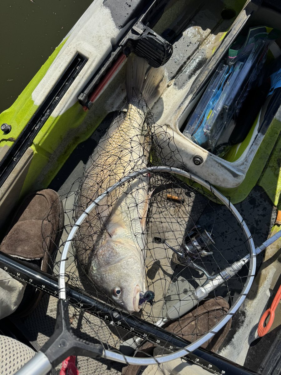 Weird looking bass