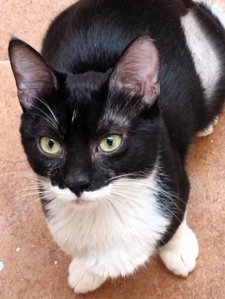 Erta2017's tweet photo. #Sueca #Valencia
Ese baberito blanco y esa carita tan divina, merecen un ser humano cariñoso y bueno como tú.
#Noray en adopción🤍🖤🤍
📃 Protocolo en la biografía del perfil
WhatsApp-621 260 314 https://t.co/7Ism425YHy