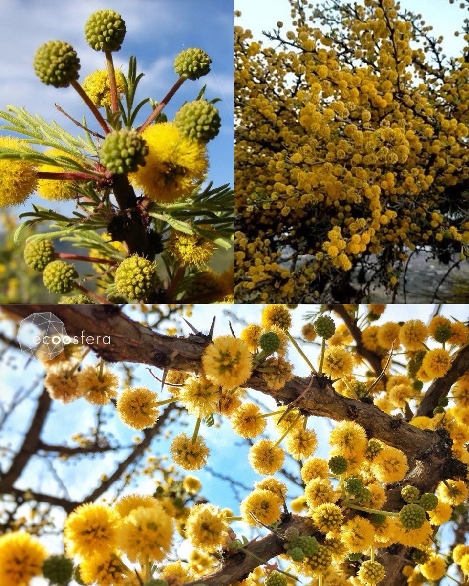 ecoosfera tweet media