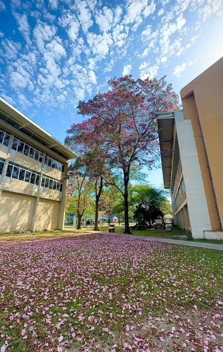 - ˕ •マ tweet media