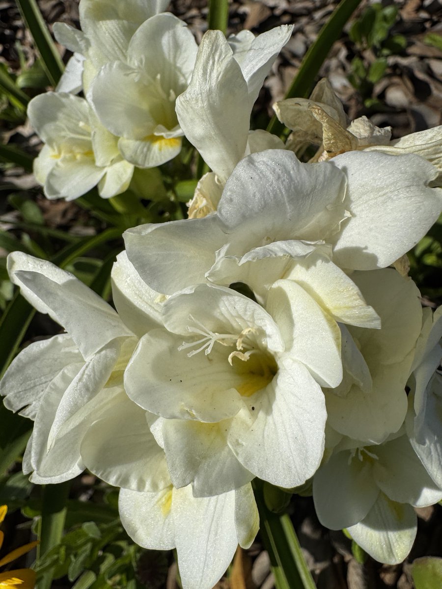 Shantha R. Mohan, Ph.D., DTM tweet media