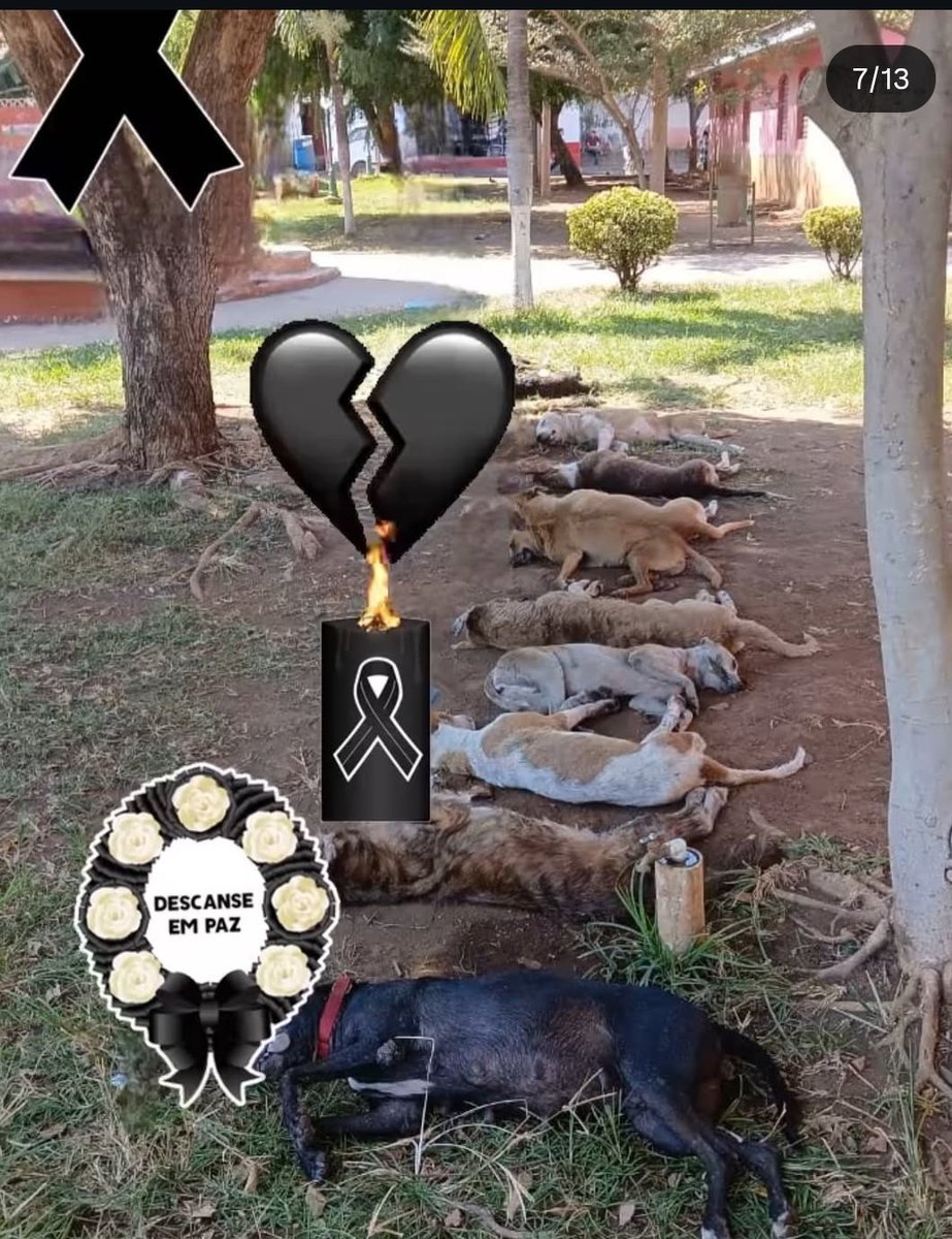 🐕🐱Rescate tweet media