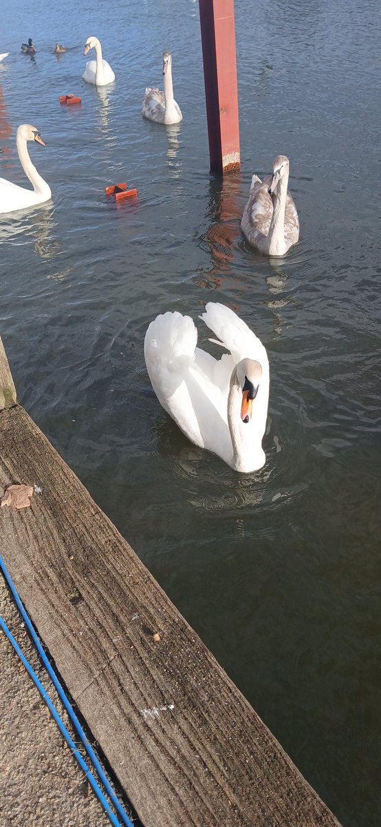 Steven Barrett tweet media