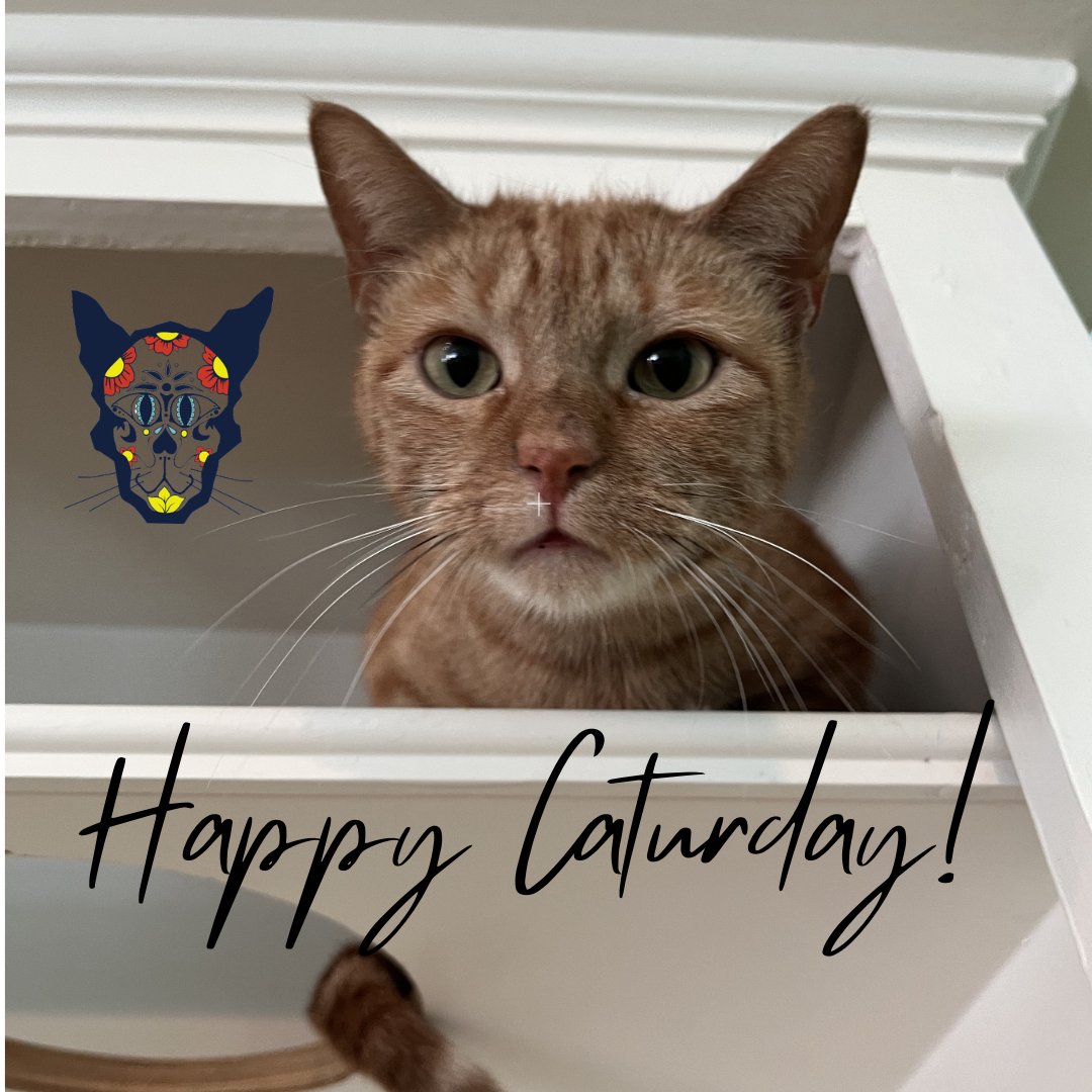 Happy Caturday from Jasmine. She’s a gorgeous 1 year old gal who enjoys climbing to the top of our cottage &amp; overseeing our cat kingdom👸Book at elgatocoffeehouse.com/bookmeow 😺We are located at 508 Pecore St HTx. Open T, Th &amp; F 12:30-4:30pm; Sat 11am-5pm &amp; Sun 12-5pm.
#adoptdontshop