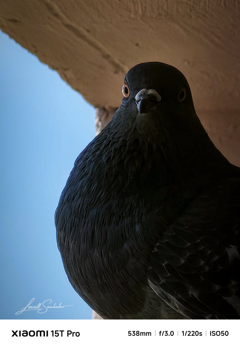 Jlowell3's tweet photo. Sometimes power sits still. Sometimes it just watches 📷 xiaomi 15 t Pro x Leica
#UrbanWildlife
#BirdPortrait
#MoodyPhotography
#WildlifeInTheCity
#LightAndShadow https://t.co/W1kdqb9i5v