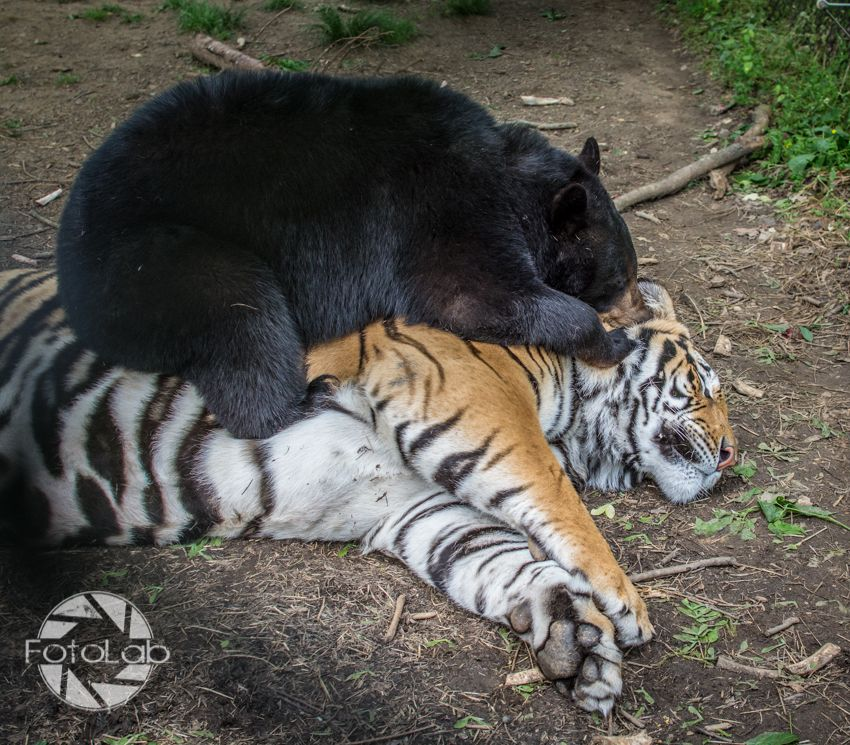 bear enthusiast tweet media