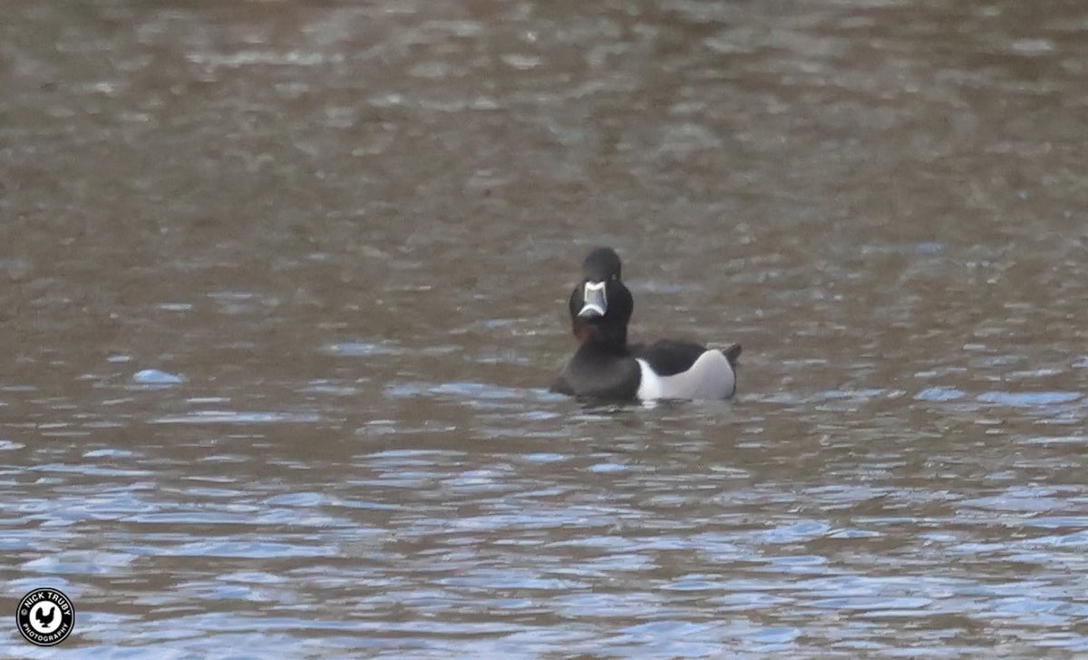 Old Caley tweet media