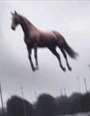 ม้าพ่อ                                                ม้ากุ