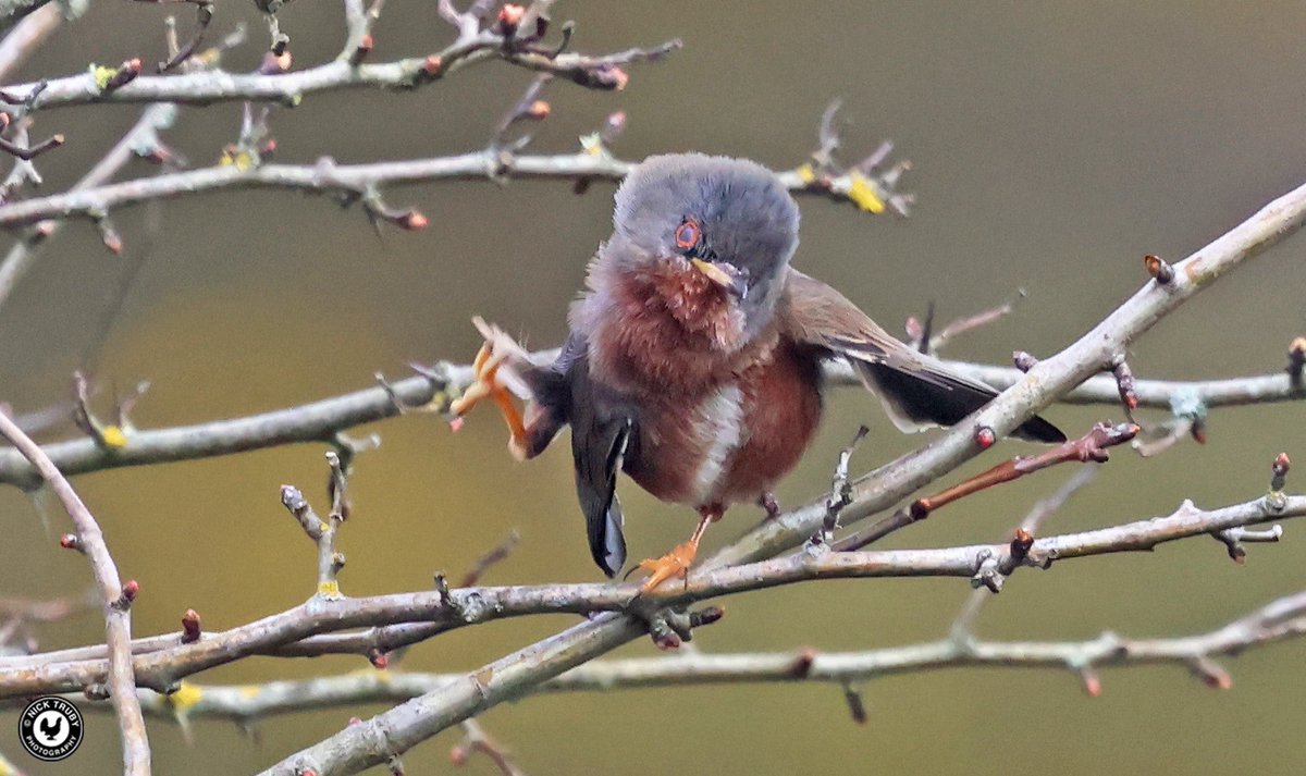 Old Caley tweet media