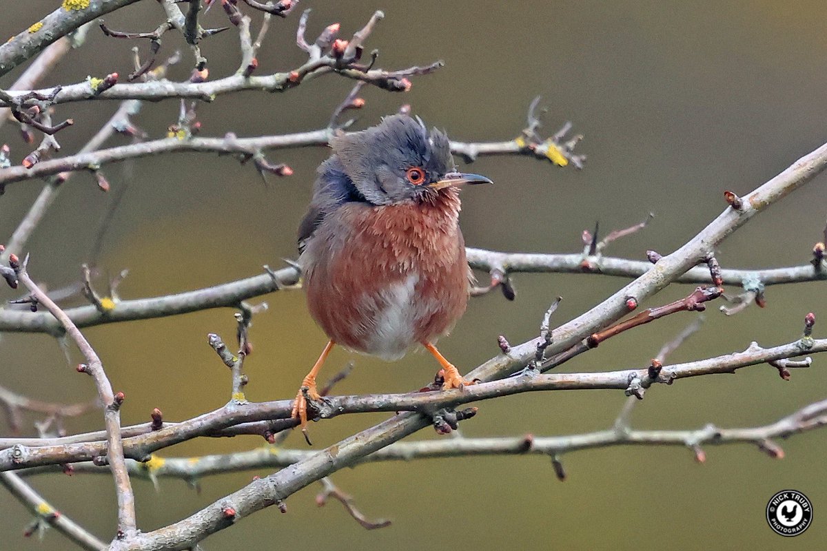 Old Caley tweet media