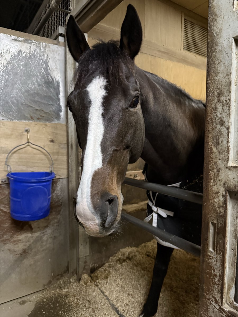 いよいよ国枝厩舎出走ラストデー 今日はアマキヒの兄貴の バード
