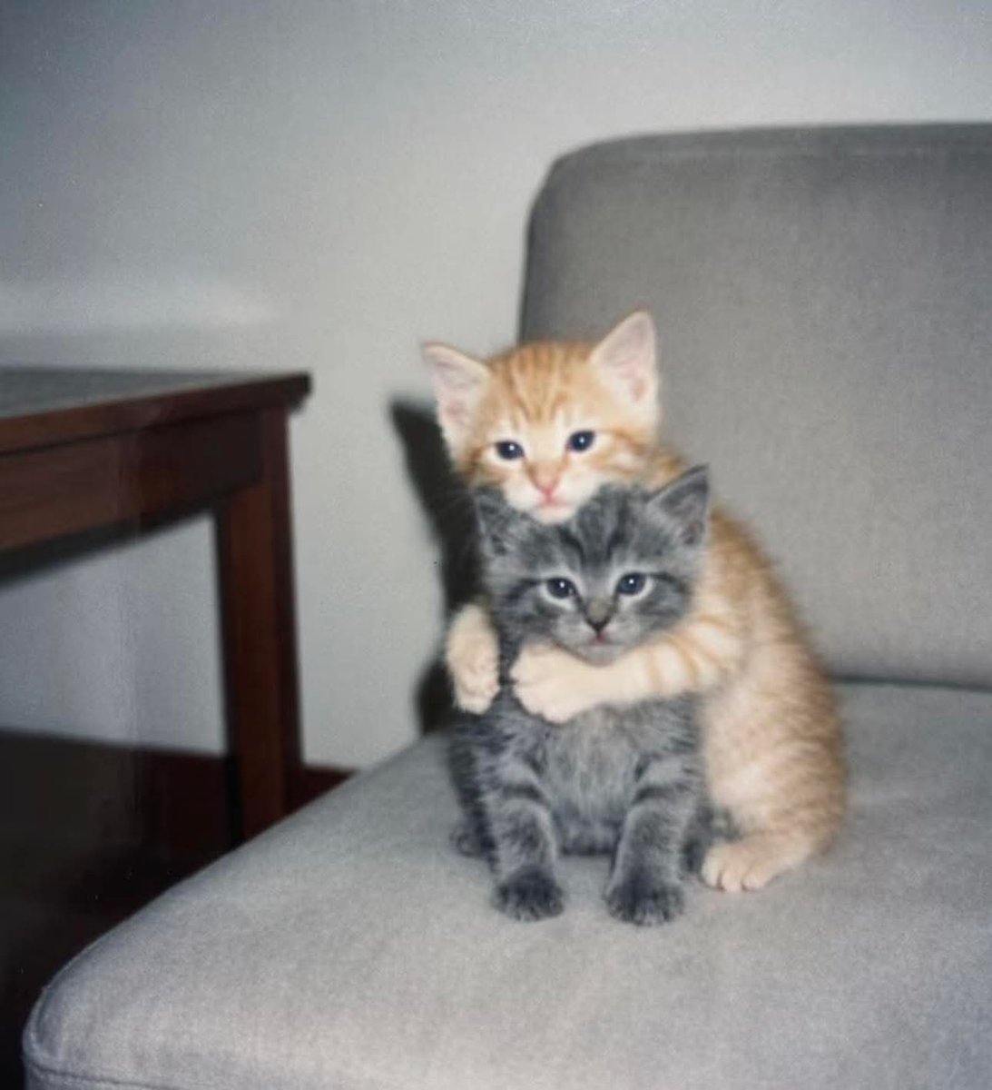 cutest kittens tweet media