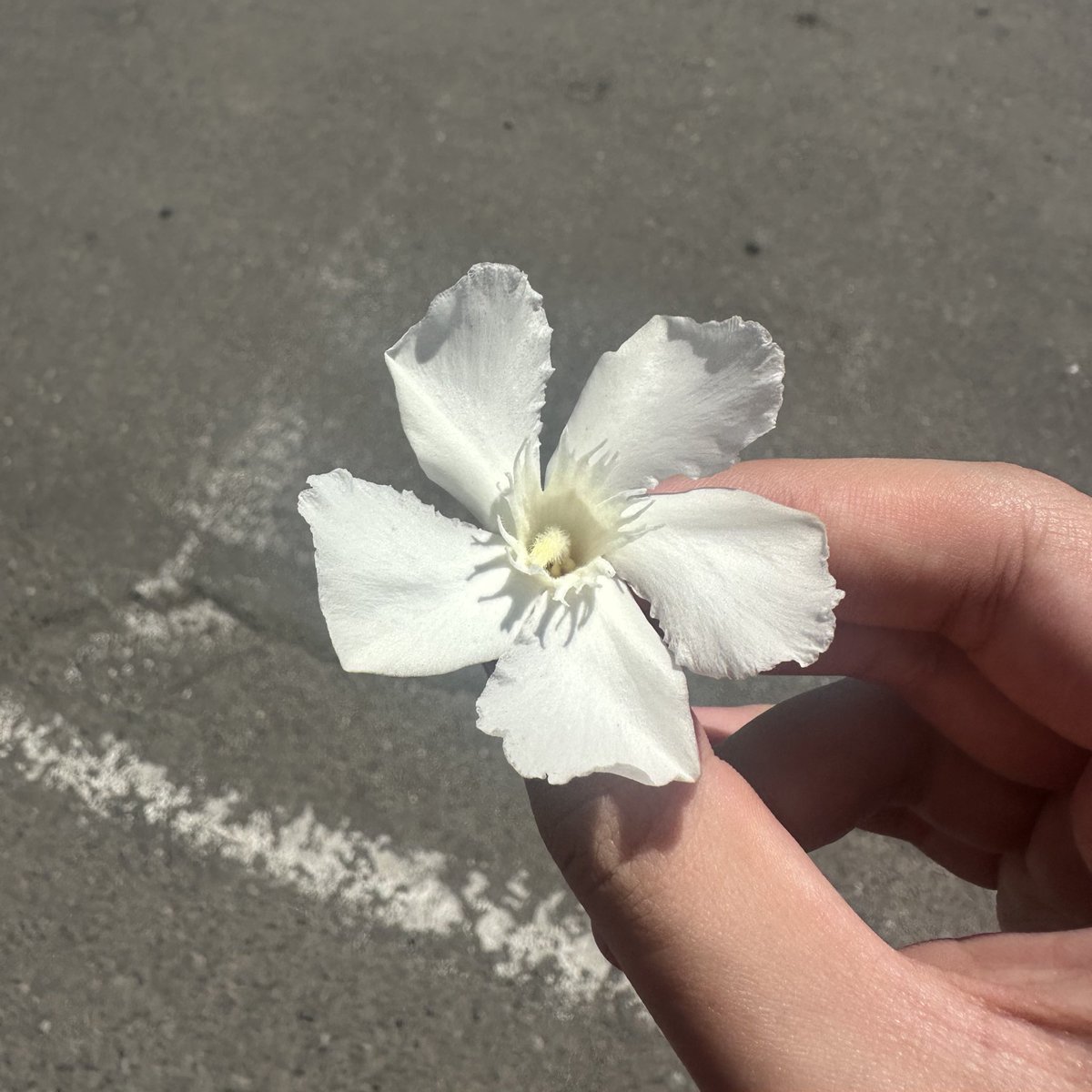 NRG keiko tweet media