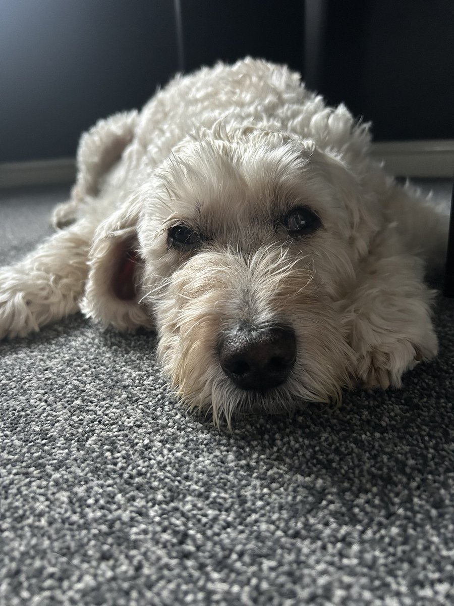 Dan Roach tweet media