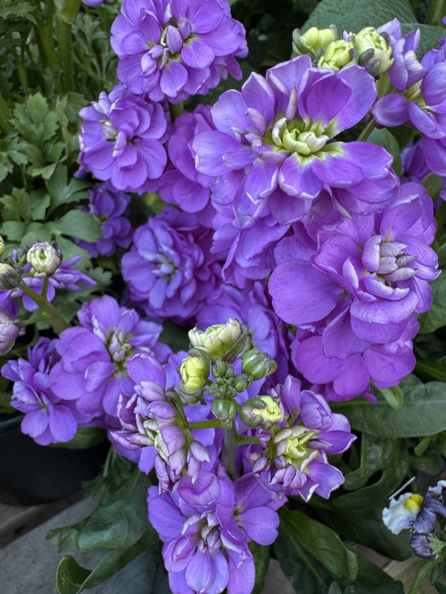 Shantha R. Mohan, Ph.D., DTM tweet media