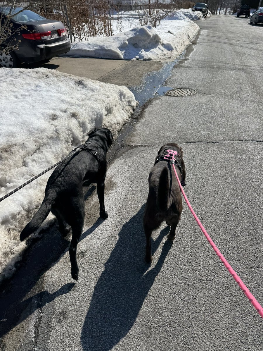 51 degrees out today days after a blizzard just missed us. Dogs loving the extra long walk