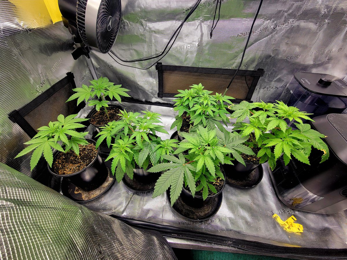 Day 17 Veg
Now we are getting somewhere 🪴
Frosted Socks F1 by Swank x FTS starting to spread out a bit and gain some turgor, happy Saturday!
FEPO NFSOT