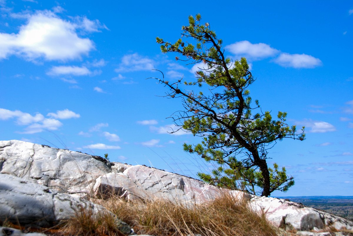 ButlerPhotos's tweet image. 'Thoughts of warm April days in La Cloche'
On a Grace Lake ridge in Killarney Provincial Park
#photography #naturallight #nature #beauty #ontario