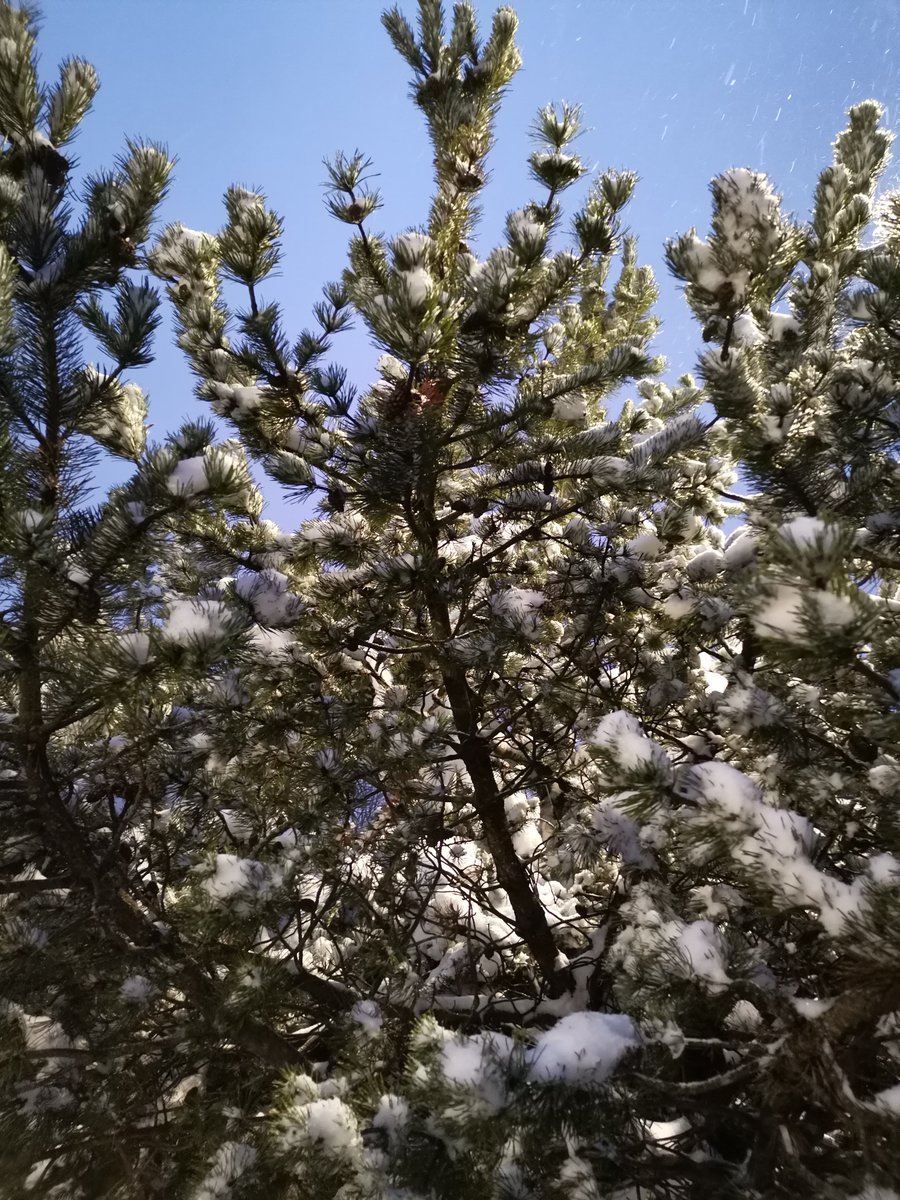 DiteRUN's tweet photo. Ačiū tau, Žiema. Tu buvai nuostabi. Tu mums leidai naujai pajusti šaltį, sniego gausą, ledą. Nors tame yra kai kurių nepatogumų, bet taip pat tai dovanoja stebuklą. Ir tai yra nuostabu! https://t.co/7ynLPNKHJm