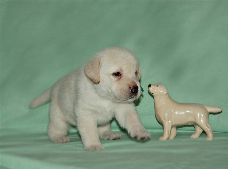 la vida imita al arte….