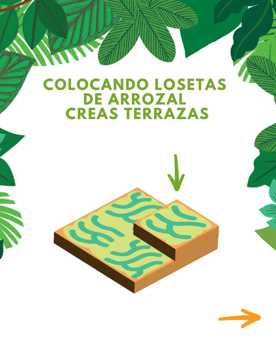 2Tomatoes_MX tweet media