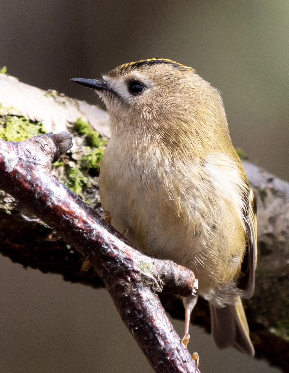 Paul Cunniffe tweet media