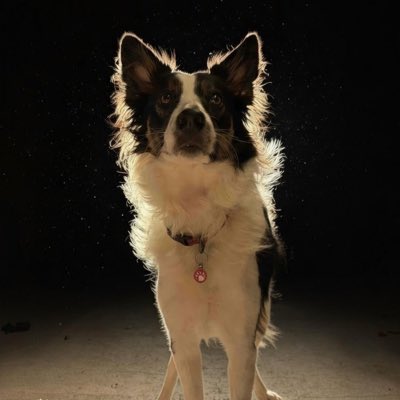 Puppy Bess and Auntie Kes tweet media