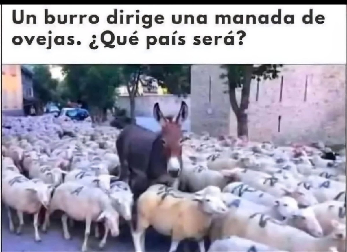 DiegoRoyet29's tweet photo. Un burro dirige una monada de ovejas. ¿ que país será? https://t.co/hVSvDj5C1R
