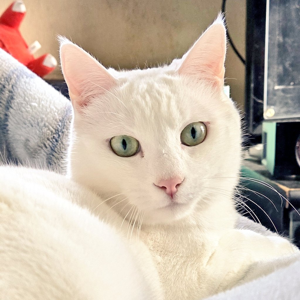 可愛いだろ✌️😸