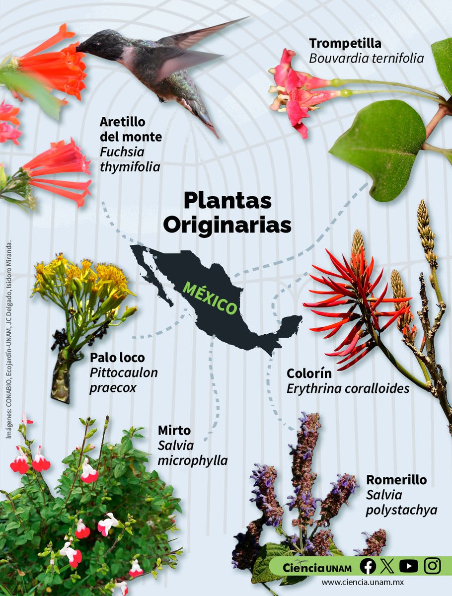 #AmbienteyNaturaleza | Aunque nos encantan las jacarandas o las hortensias, la introducción de especies exóticas ha desplazado a nuestra flora local. 
Desde el <a href="/JBUNAM/">JardínBotánicoIBUNAM</a> nos explican, en este artículo, por qué es vital propagar plantas nativas: bit.ly/4aV96r8